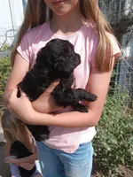 Nocha, a female Miniature Goldendoodle for sale in Lone Oak, TX – Photo 2 of 2