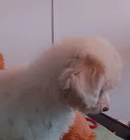 Mina - toy, a female Poodle - Miniature  and Bordoodle for sale in Lone Oak, TX – 5 of 5