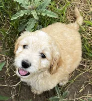 Rush, a male Miniature Goldendoodle for sale in Lone Oak, TX – Photo 4 of 7