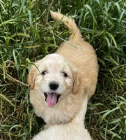 Rush, a male Miniature Goldendoodle for sale in Lone Oak, TX – Photo 2 of 7