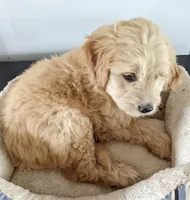 Rush, a male Miniature Goldendoodle for sale in Lone Oak, TX – Photo 6 of 7