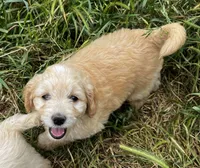 Rush, a male Miniature Goldendoodle for sale in Lone Oak, TX – Photo 3 of 7