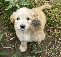 Rush, a male Miniature Goldendoodle for sale in Lone Oak, TX – Photo 1 of 7