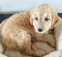 Rush, a male Miniature Goldendoodle for sale in Lone Oak, TX – Photo 7 of 7