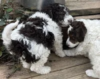 Chewy, a male Aussiedoodle for sale in Lone Oak, TX – 3 of 5