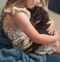 Sable, a female Goldendoodle and Poodle - Miniature  for sale in Lone Oak, TX – 4 of 5