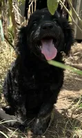 Comfy Double-Dood, a male Miniature Goldendoodle for sale in Lone Oak, TX – 4 of 4
