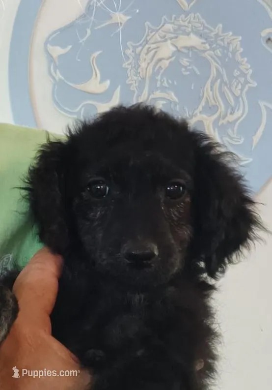 Sophie – Shepadoodle, Double Doodle puppy for sale in Lone Oak, TX