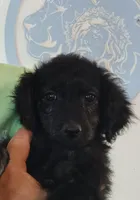 Sophie, a female Shepadoodle and Double Doodle for sale in Lone Oak, TX – 1 of 4