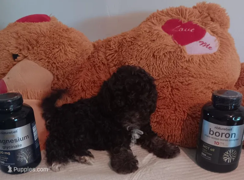 Brown Sugar – Double Doodle, Westiepoo puppy for sale in Lone Oak, TX