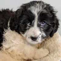 Dolly-Mini, a female Aussiedoodle for sale in Lone Oak, TX – Photo 4 of 7