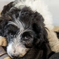 Dolly-Mini, a female Aussiedoodle for sale in Lone Oak, TX – Photo 3 of 7