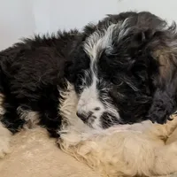Dolly-Mini, a female Aussiedoodle for sale in Lone Oak, TX – Photo 5 of 7