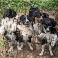 Dolly-Mini, a female Aussiedoodle for sale in Lone Oak, TX – Photo 7 of 7