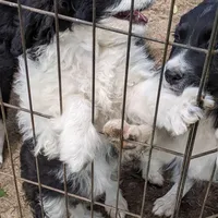 Dolly-Mini, a female Aussiedoodle for sale in Lone Oak, TX – Photo 6 of 7