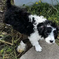 Dolly-Mini, a female Aussiedoodle for sale in Lone Oak, TX – Photo 1 of 7