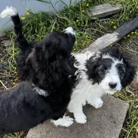 Dolly-Mini, a female Aussiedoodle for sale in Lone Oak, TX – Photo 2 of 7