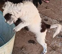 Bandit, a male Poodle - Miniature  and Bordoodle for sale in Lone Oak, TX – 5 of 5