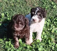 Brownie, a male Aussiedoodle and Poodle - Miniature  for sale in Lone Oak, TX – 5 of 5
