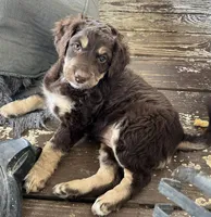 Jules, a female Aussiedoodle for sale in Lone Oak, TX – 2 of 4