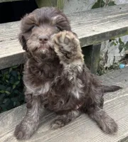 Brownie, a male Aussiedoodle and Poodle - Miniature  for sale in Lone Oak, TX – 4 of 5