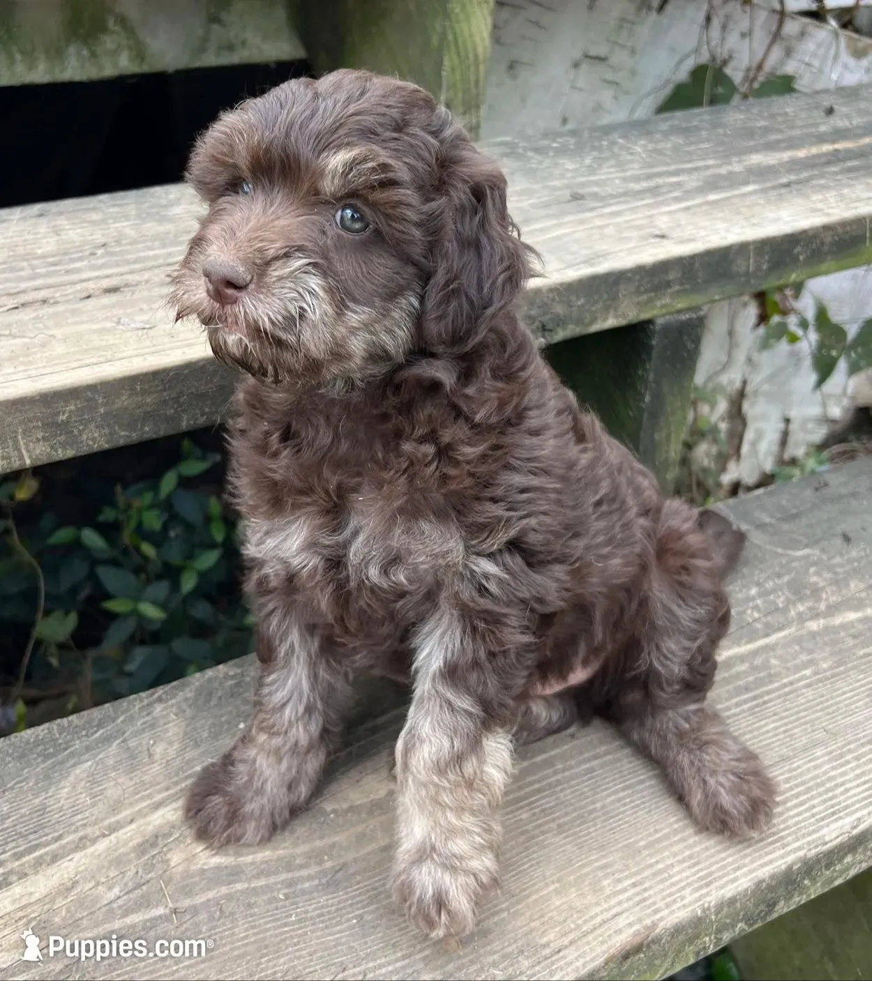 Brownie, a male Aussiedoodle and Poodle - Miniature  for sale in Lone Oak, TX – 2 of 5