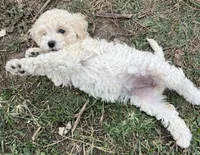 Sugar, a female Aussiedoodle and Poodle - Miniature  for sale in Lone Oak, TX – 2 of 4