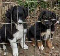 Keeno-Toy, a male Miniature Aussiedoodle for sale in Lone Oak, TX – Photo 3 of 5