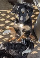 Keeno-Toy, a male Miniature Aussiedoodle for sale in Lone Oak, TX – Photo 4 of 5