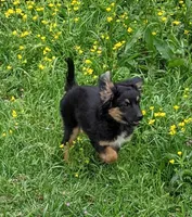 Keeno-Toy, a male Miniature Aussiedoodle for sale in Lone Oak, TX – Photo 1 of 5