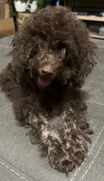 Brownie, a male Poodle - Miniature  and Westiepoo for sale in Lone Oak, TX – 2 of 4