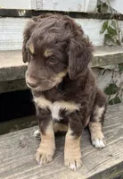 Jules, a female Aussiedoodle for sale in Lone Oak, TX – 3 of 4