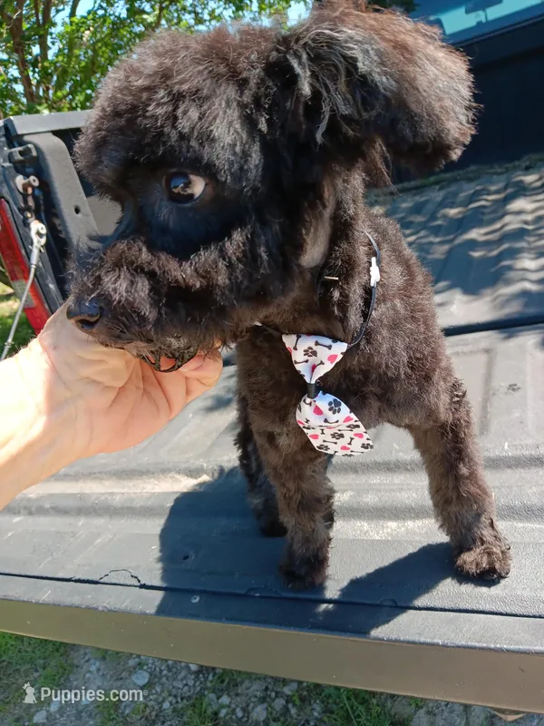 Teddy, a male Aussiedoodle and Poodle - Miniature  for sale in Lone Oak, TX – 1 of 5