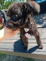 Teddy, a male Aussiedoodle and Poodle - Miniature  for sale in Lone Oak, TX – 1 of 5