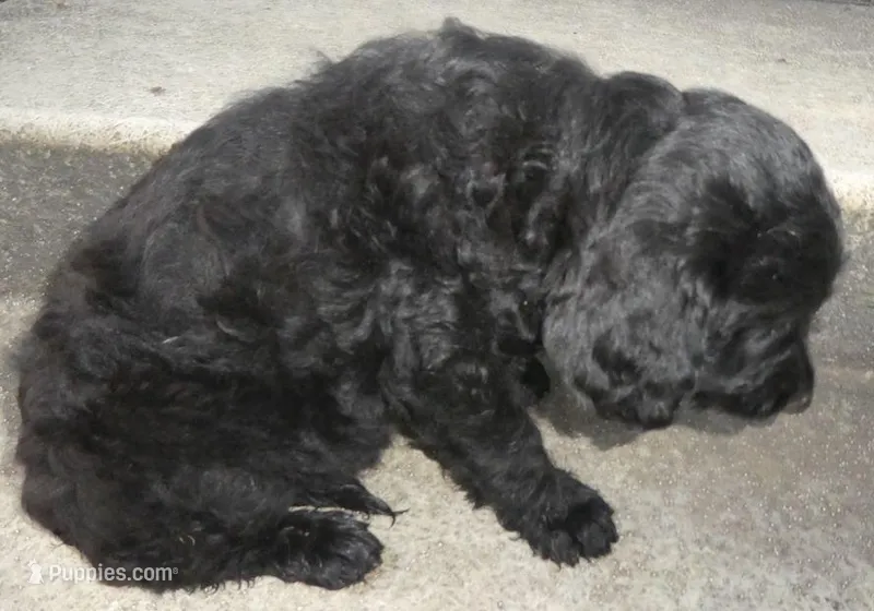 Sasha, a female Miniature Goldendoodle for sale in Lone Oak, TX – Photo 1 of 1