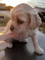 Canoga, a female Cavapoo for sale in Lone Oak, TX – Photo 2 of 2