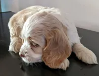 Mini-Me, a female Cockapoo for sale in Lone Oak, TX – Photo 2 of 4