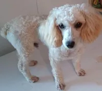 Mini-Me, a female Cockapoo for sale in Lone Oak, TX – Photo 3 of 4