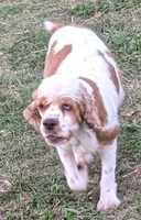 Mini-Me, a female Cockapoo for sale in Lone Oak, TX – Photo 4 of 4