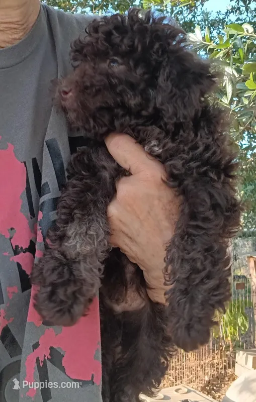 Brownie – Poodle - Miniature , Westiepoo puppy for sale in Lone Oak, TX