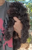 Brownie, a male Poodle - Miniature  and Westiepoo for sale in Lone Oak, TX – 1 of 1