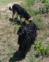 Sable, a female Goldendoodle and Poodle - Miniature  for sale in Lone Oak, TX – 5 of 5