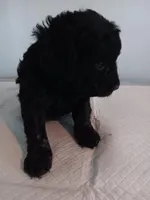 Sophie, a female German Shepherd Dog and Double Doodle for sale in Lone Oak, TX – 2 of 2