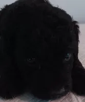 Comfy Double-Dood, a male Miniature Goldendoodle for sale in Lone Oak, TX – 1 of 2