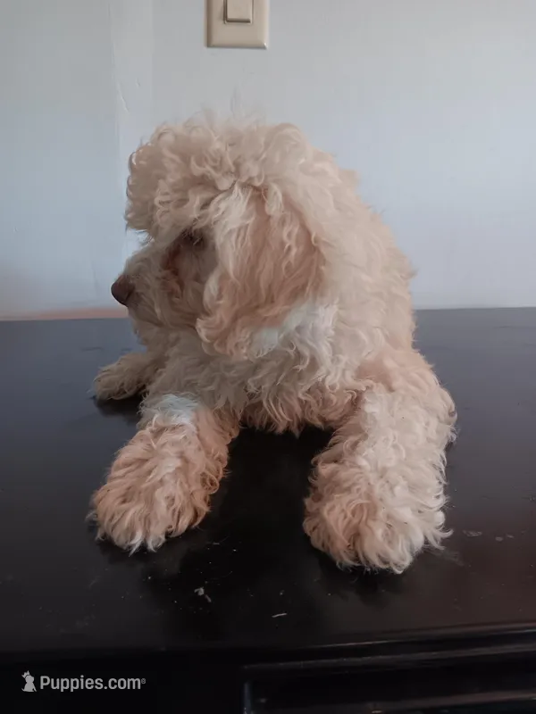 Cotton – Poodle - Miniature , Westiepoo puppy for sale in Lone Oak, TX