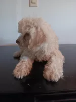 Cotton, a male Poodle - Miniature  and Westiepoo for sale in Lone Oak, TX – 1 of 7