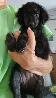 Sophie, a female Shepadoodle and Double Doodle for sale in Lone Oak, TX – 2 of 4