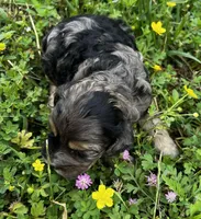 Camo, a male Cockapoo for sale in Lone Oak, TX – Photo 4 of 6