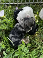 Camo, a male Cockapoo for sale in Lone Oak, TX – Photo 6 of 6