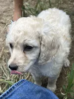 Starling, a female Miniature Goldendoodle for sale in Lone Oak, TX – 2 of 2